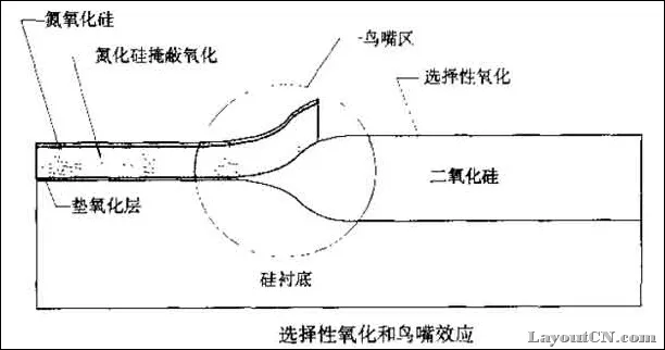 “鸟嘴效应”(bird's beak)